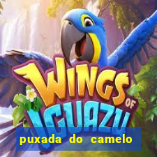 puxada do camelo no jogo do bicho